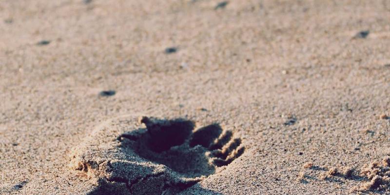 江西一洲投资：科学资产配置，开启稳健理财新篇章